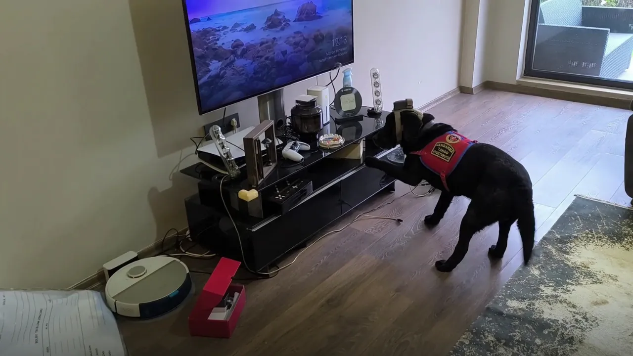 Düzce'de suç örgütüne operasyon: 36 gözaltı