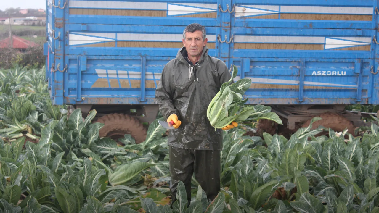 Bafra Ovası'nda karnabahar hasadı sürüyor