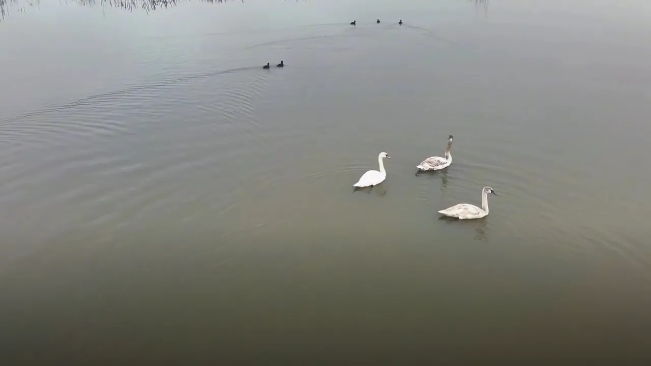 Göç yolundaki 3 kuğu, Efteni Gölü'nde