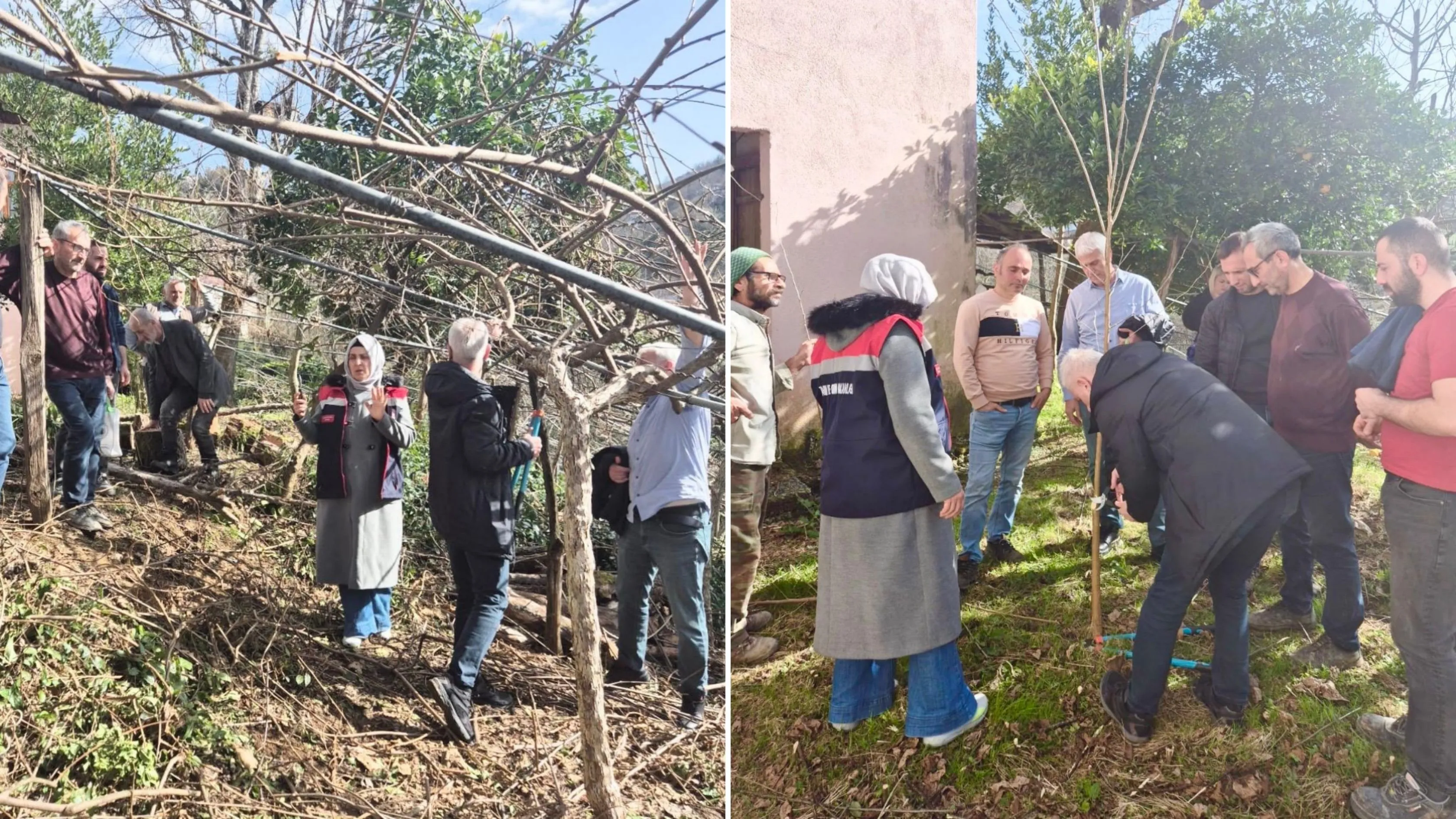 Rize'de üreticilere kış budaması eğitimi verildi