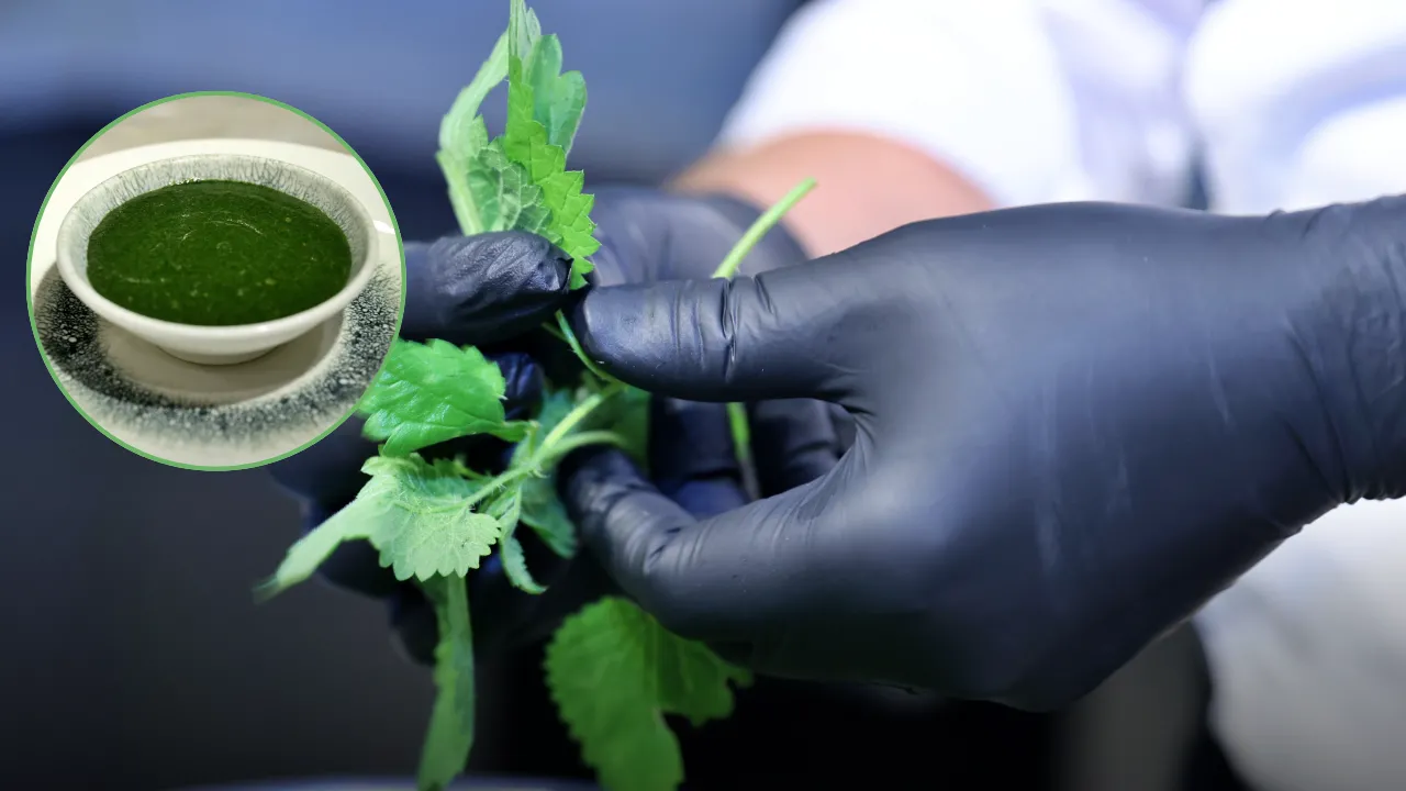 Çorba Tarifi: Şifa Niyetine Tüketiliyor! Isırgan Çorbası Yapımı