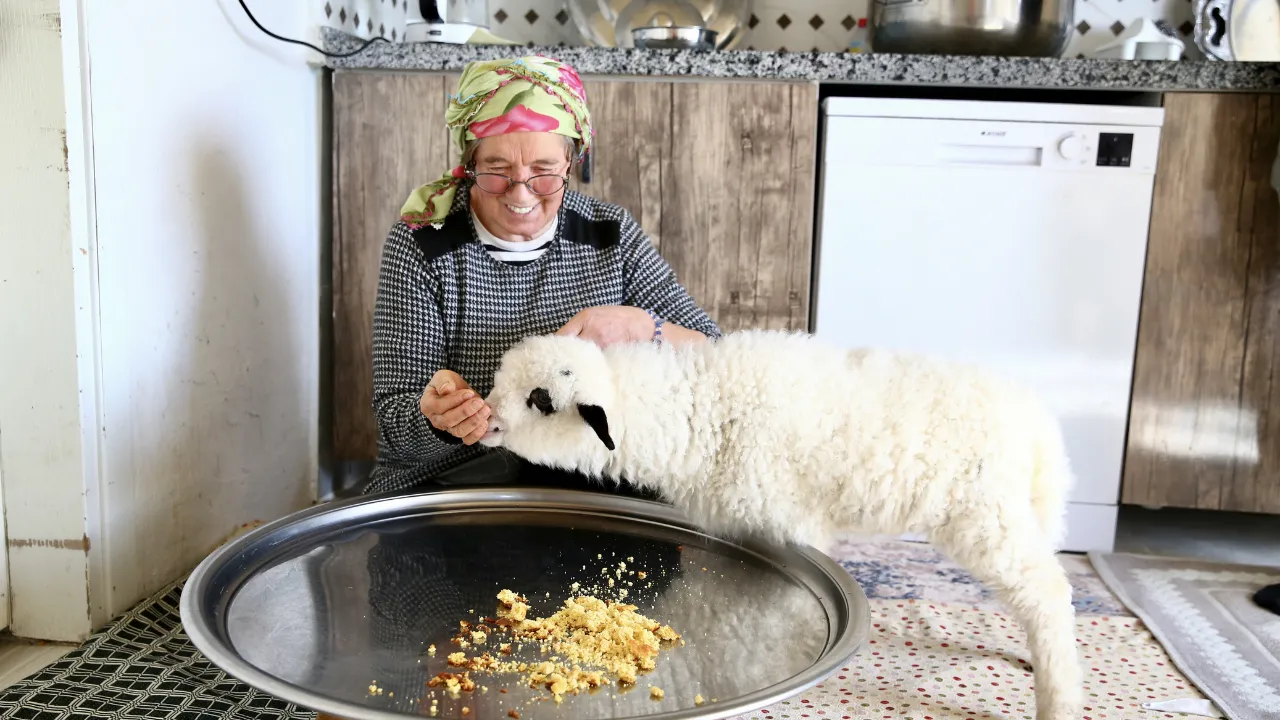 Kuzusunu yanından ayırmayan kadın görme engelli buzağıya da ışık oluyor