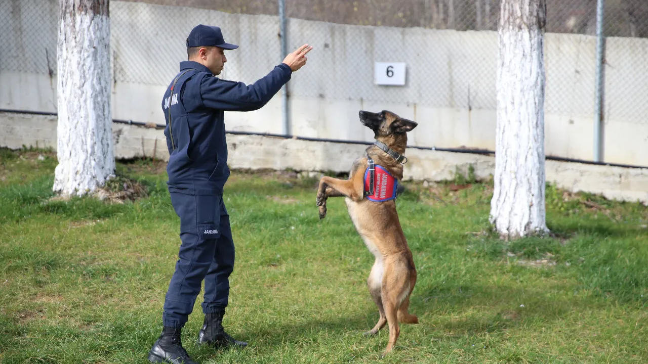 Jandarma, hassas burunlu yardımcılarının katkısıyla birçok asayiş olayını çözüyor