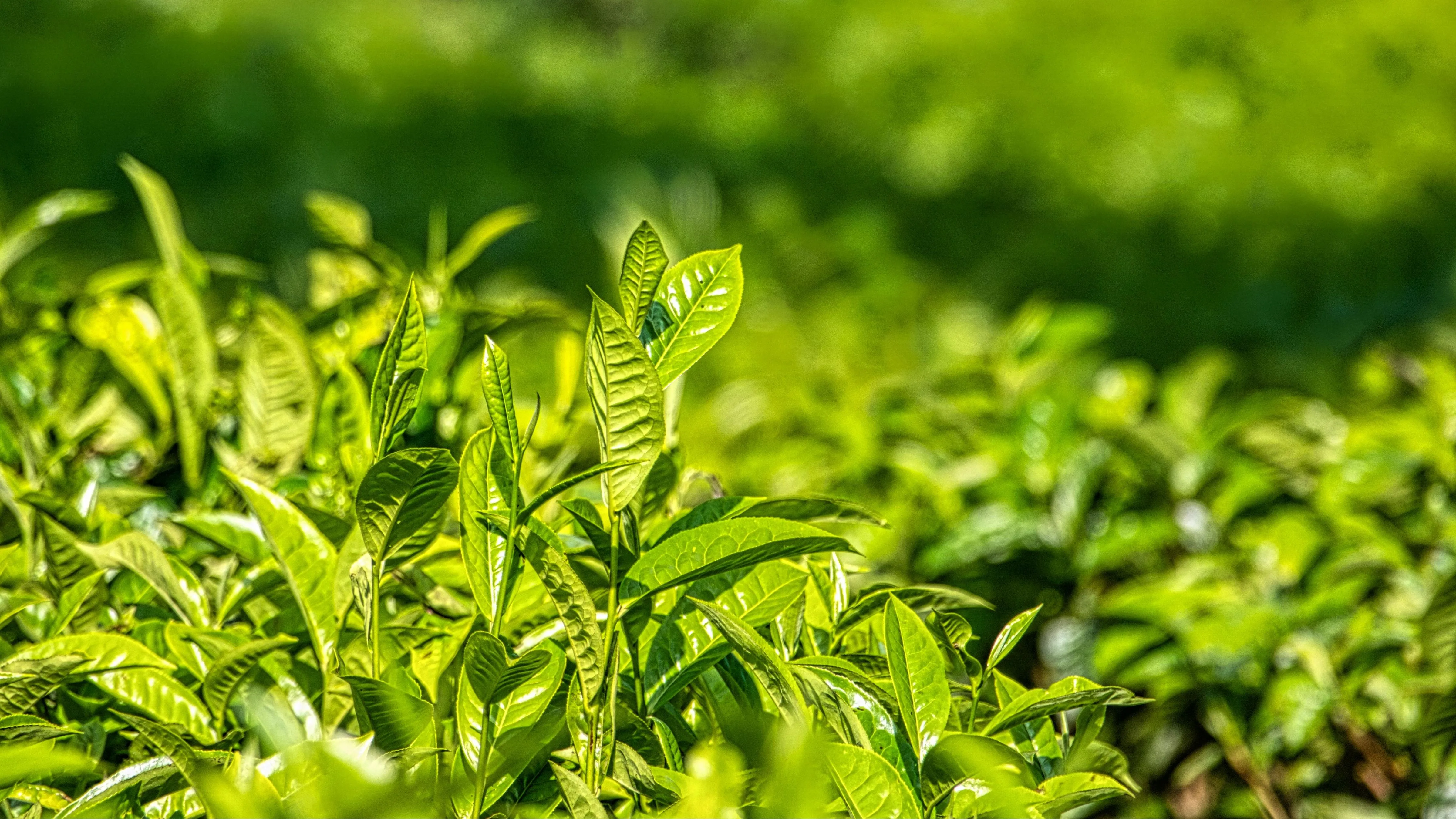 Rize’de mevsimlik tarım işçisine en yüksek günlük ücret ödemesi yapıldı