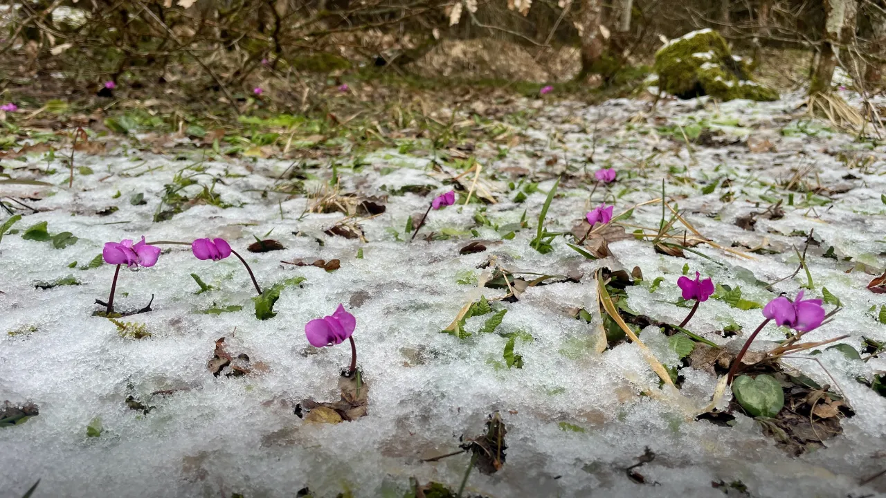 Bolu'da kış ve ilkbahar bir arada yaşanıyor