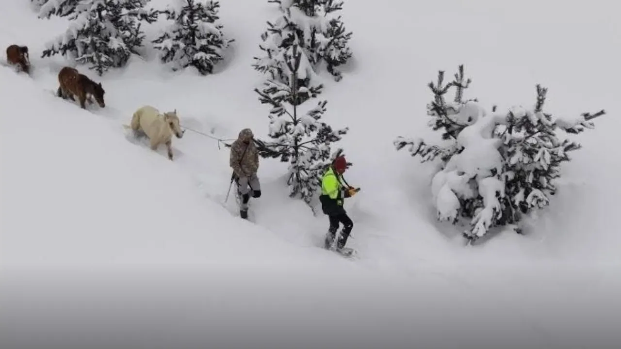 Karda mahsur kalan hayvanları köyün gençleri kurtardı