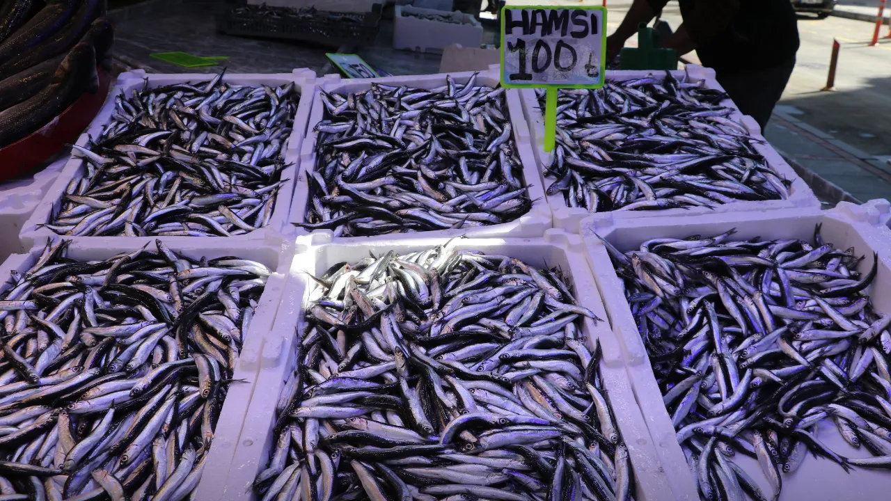 Rize'de istavrit ve hamsinin kilogramı 100 liradan satıldı