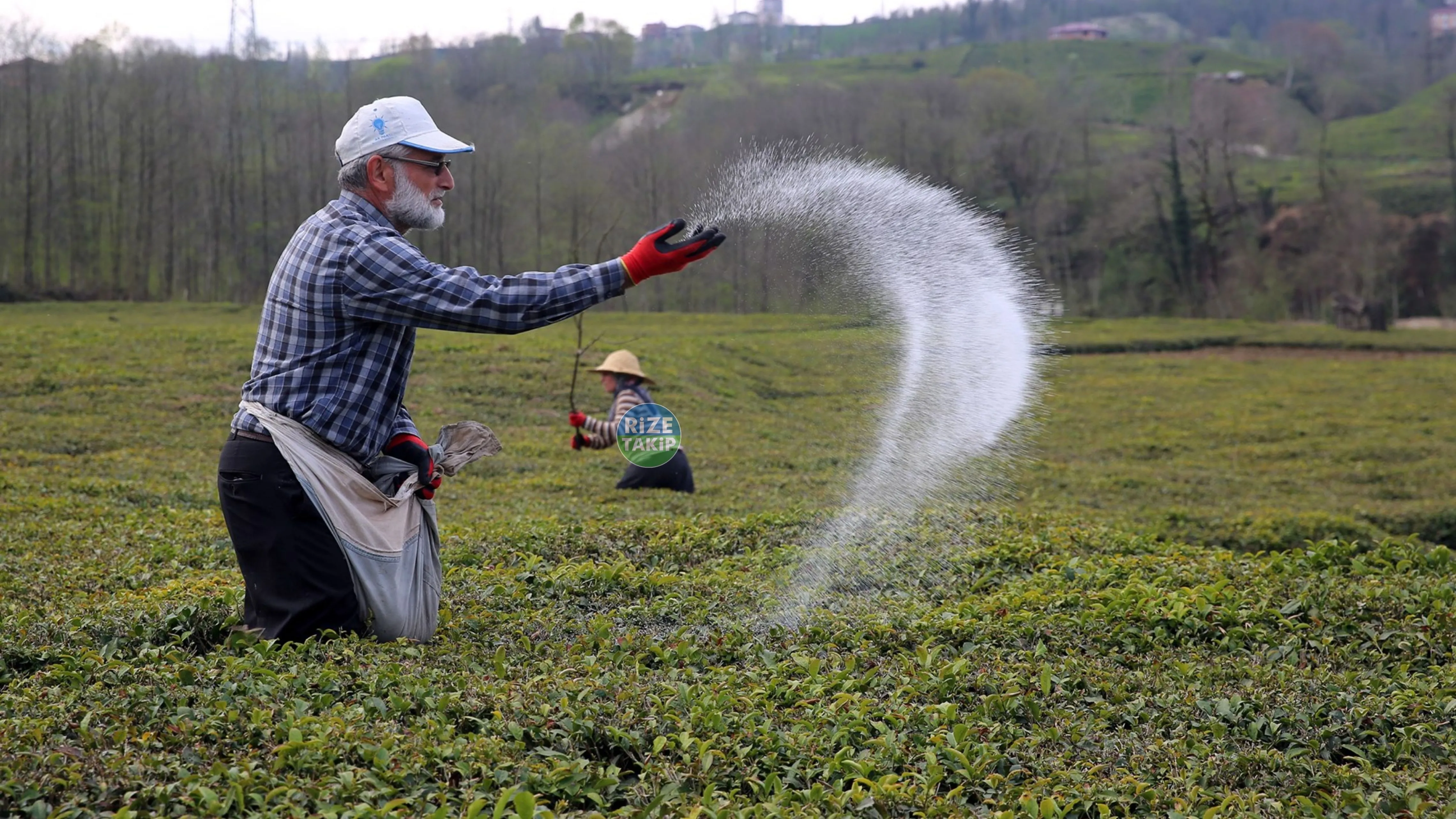 Çay gübresi fiyatları açıklandı: Tonu 25 Bin TL