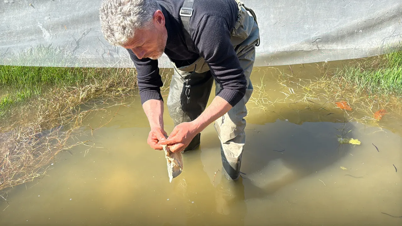 Tıbbi sülük avcılığı için soğuk suyun içinde saatler geçiriyor