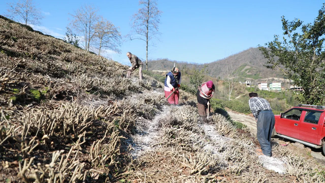 Rize’de Çay Bahçeleri Bahara Hazırlanıyor: Gübreleme ve Bakım Mesaisi Başladı