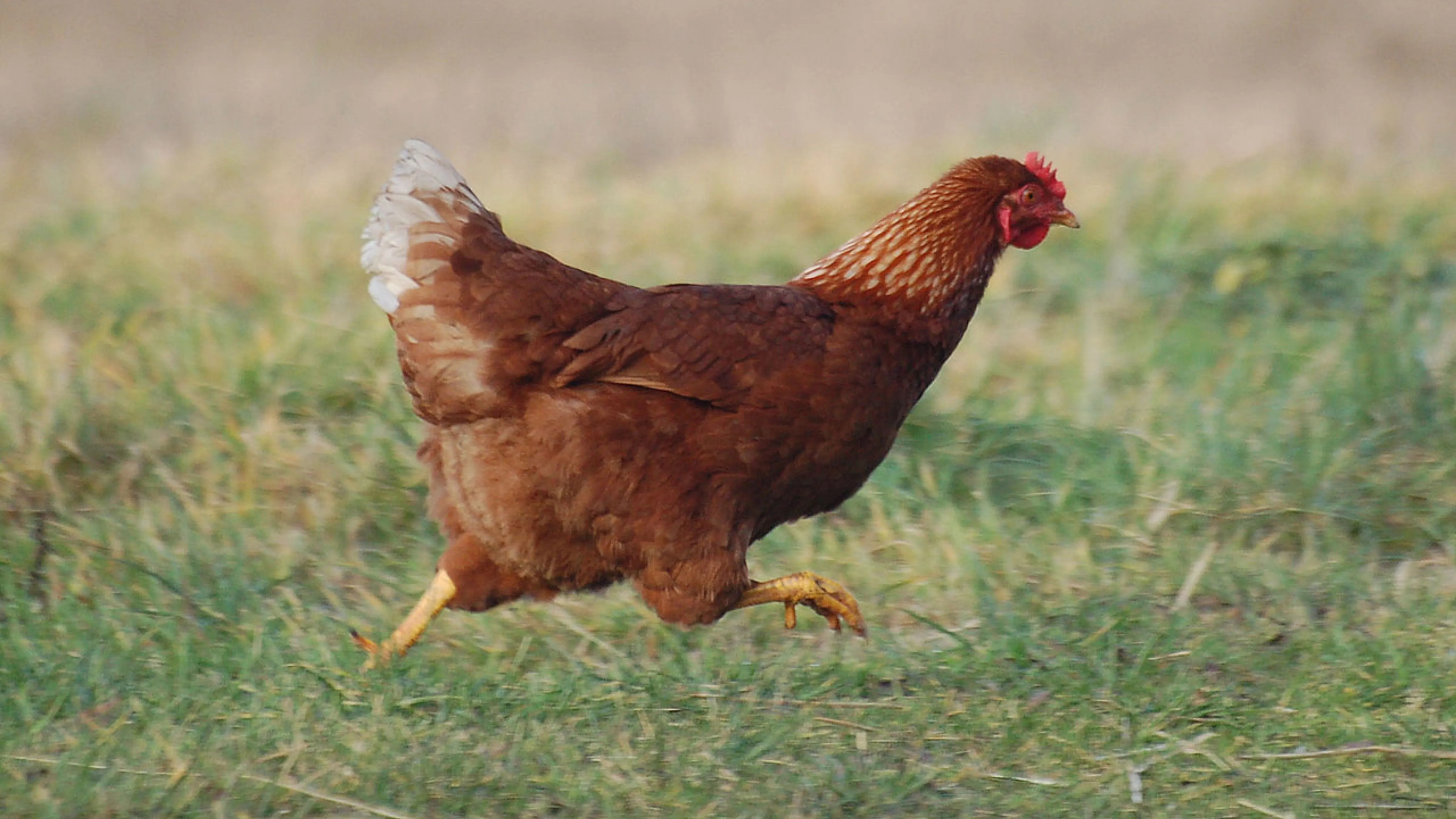 Rize tavuk sayısında geride kaldı! Doğu Karadeniz’de sıralama şaşırttı