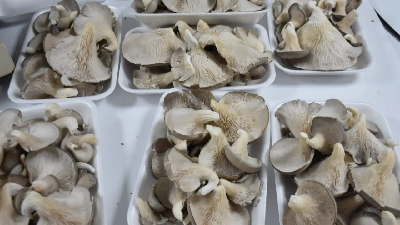 Artvin Valisi Ergün, mantar üretim tesisinde incelemelerde bulundu