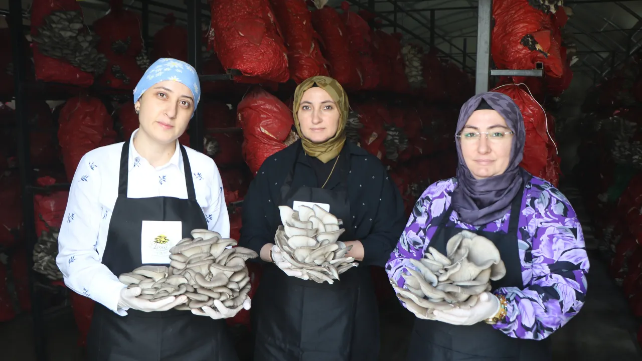 Samsun'da girişimci kadınlar yılda 60 ton istiridye mantarı üretiyor