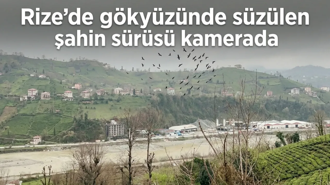 Rize'de gökyüzünde süzülen şahin sürüsü kamerada