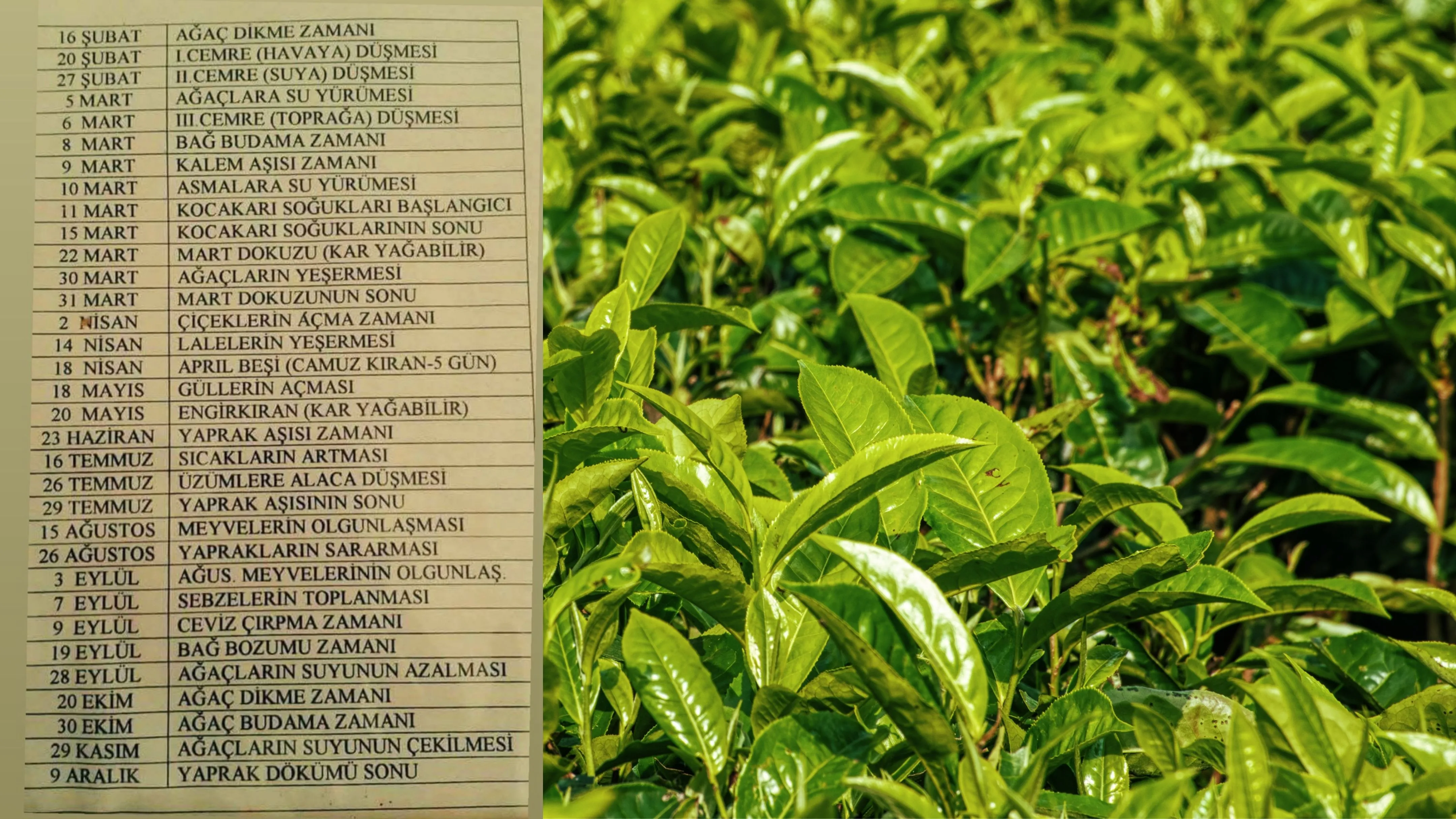 Rize’de doğayla uyumlu tarımın sırrı: Geleneksel doğa takvimi