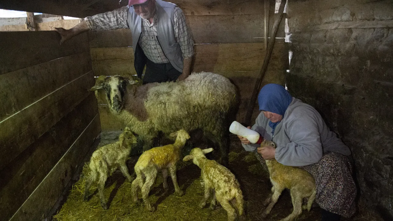 Bolu'da dördüz yavrulayan koyun yetiştiricisini sevindirdi