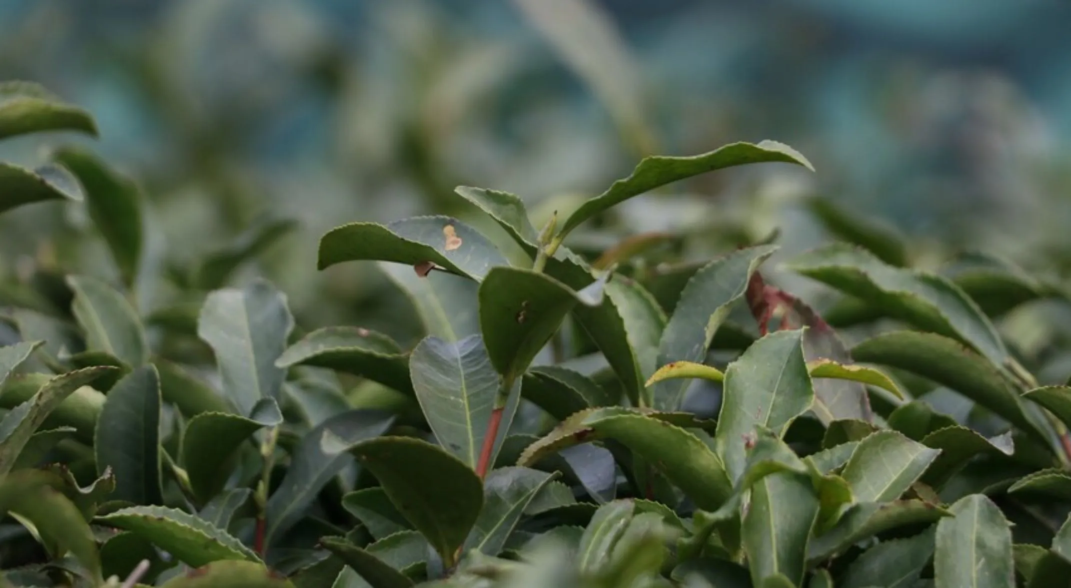 Türk çayı ihracatı yılın ilk çeyreğinde 34,8 milyon doları aştı