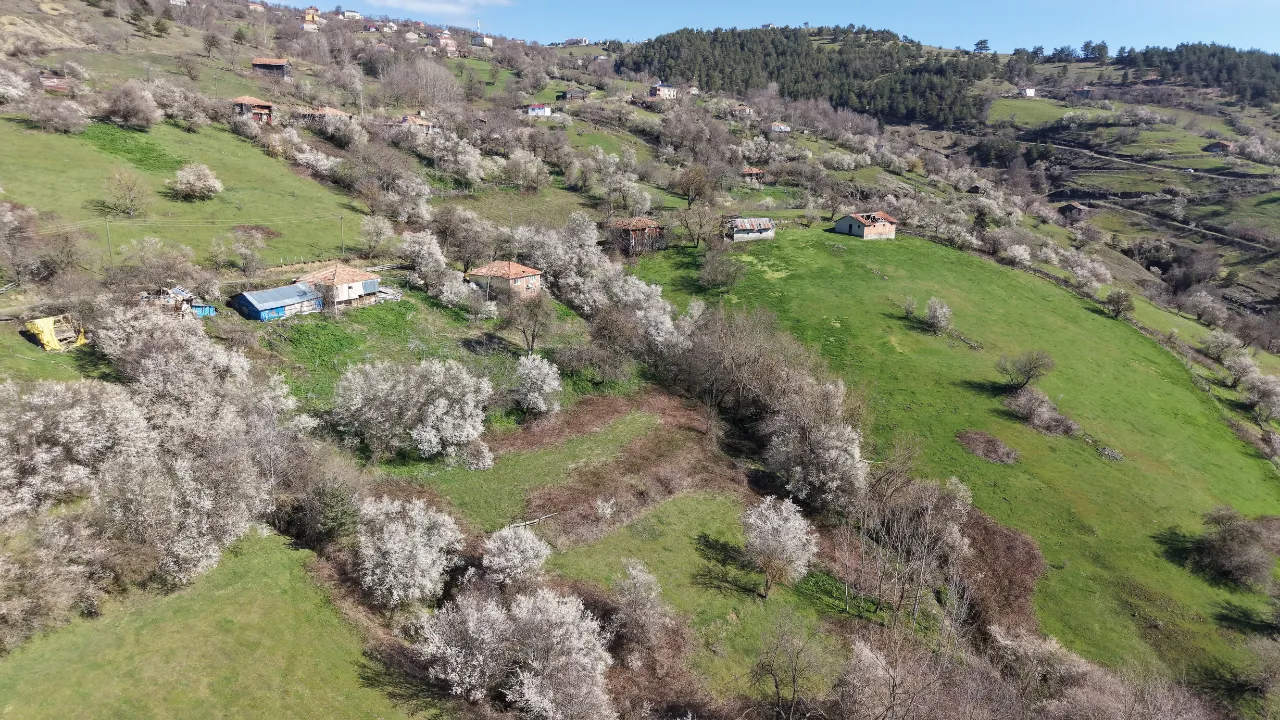 Kızlan mevkisinde meyve ağaçları çiçek açtı