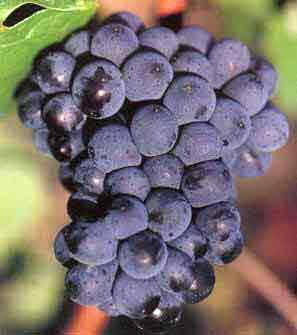 Kara Üzüm