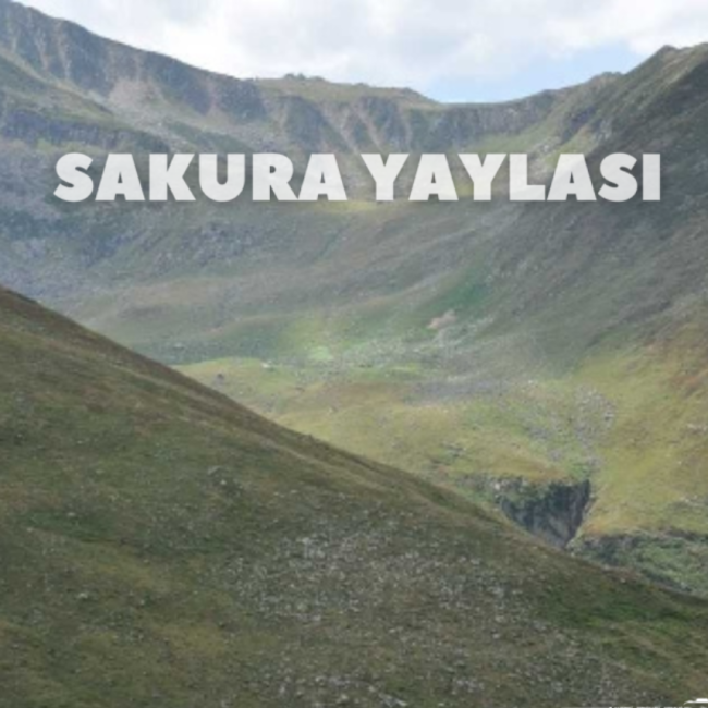 Sakura Yaylası