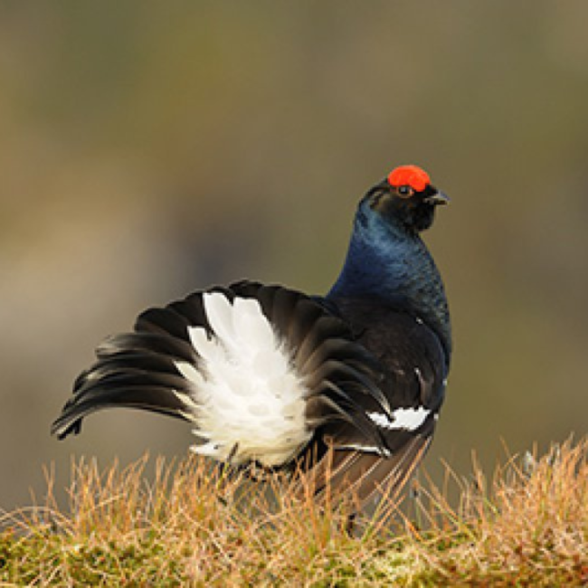 Huş Tavuğu (Dağ Horozu)