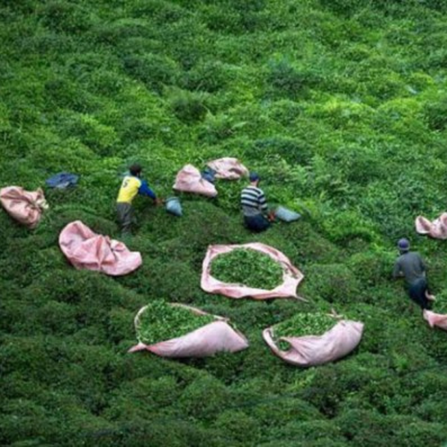 Rize'de Çay ve Çaycılık