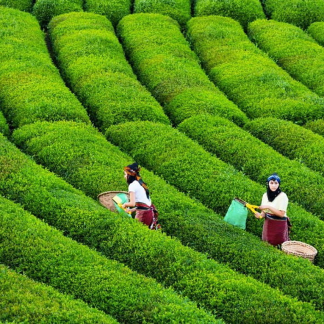 Aradım seni Rize bahçelerinde