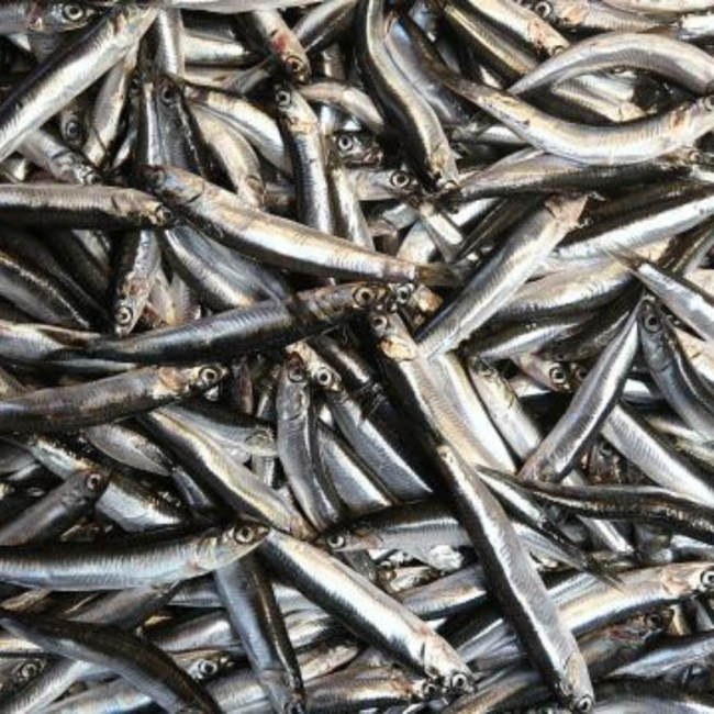 Anasını ağlattık