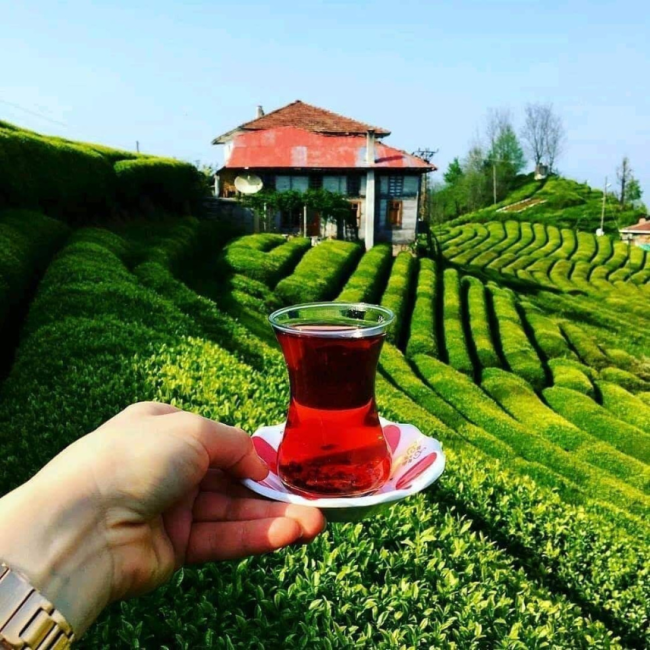 Türkiyede çay