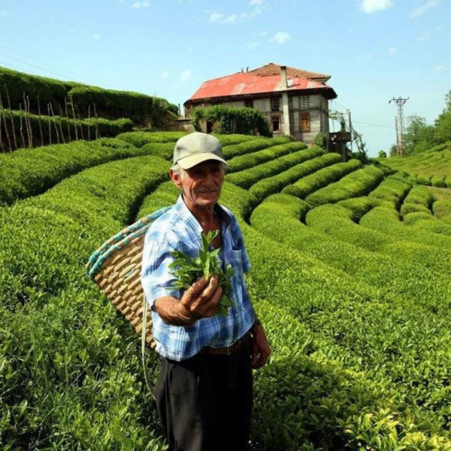 Bir mübarek nesnedir çay