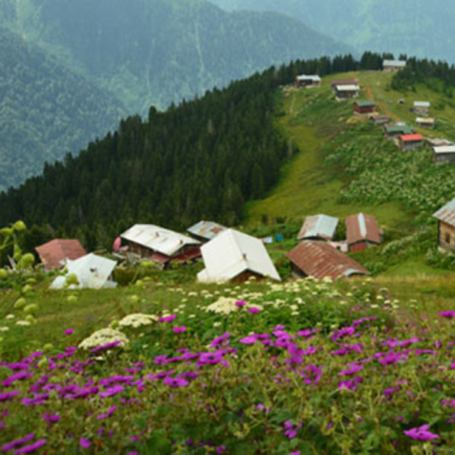 Şirin Rize