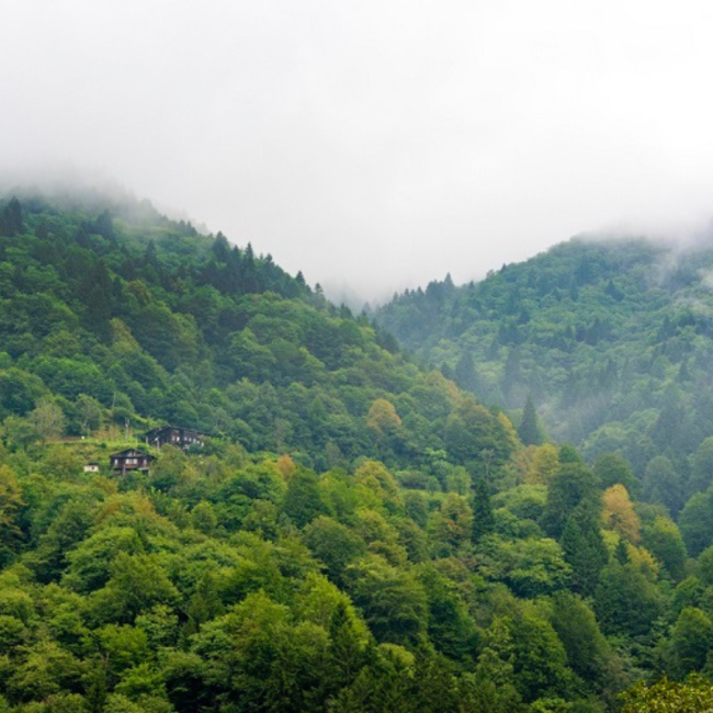 Yeşil Rize