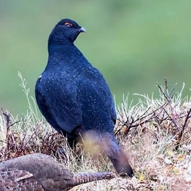 İkizdere Dağ Horozu Şenliği