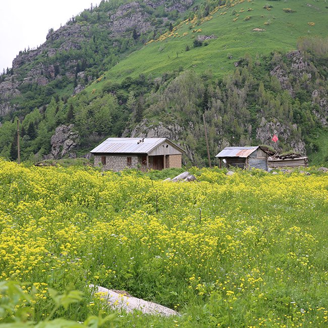 Çiçekli Yayla