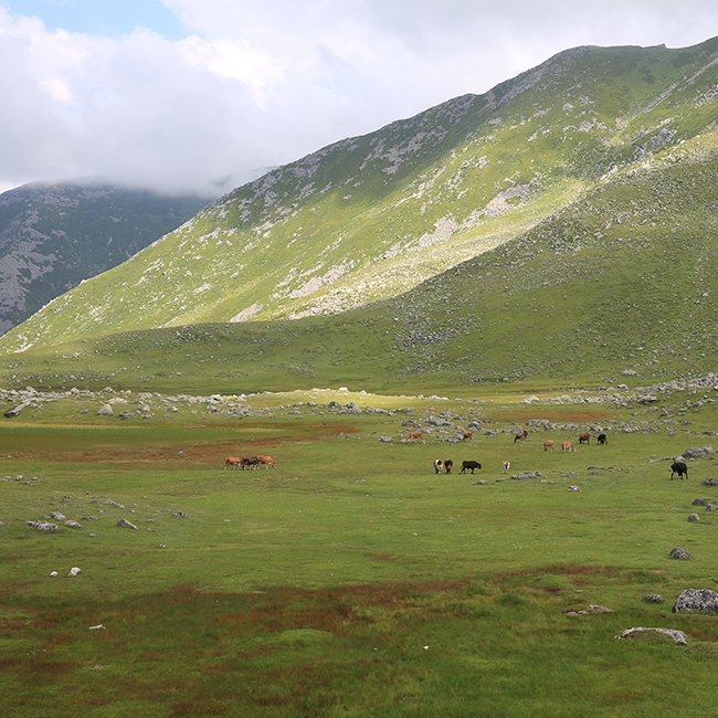 Koçdüzü (Guant) Yaylası
