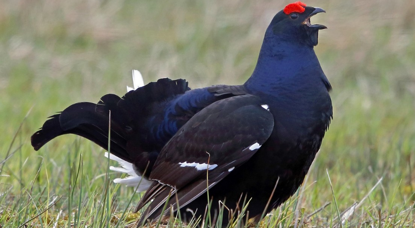 Huş Tavuğu (Dağ Horozu)