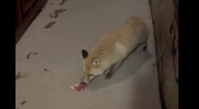 Aç Kalan Tilkiyi Böyle Besledi