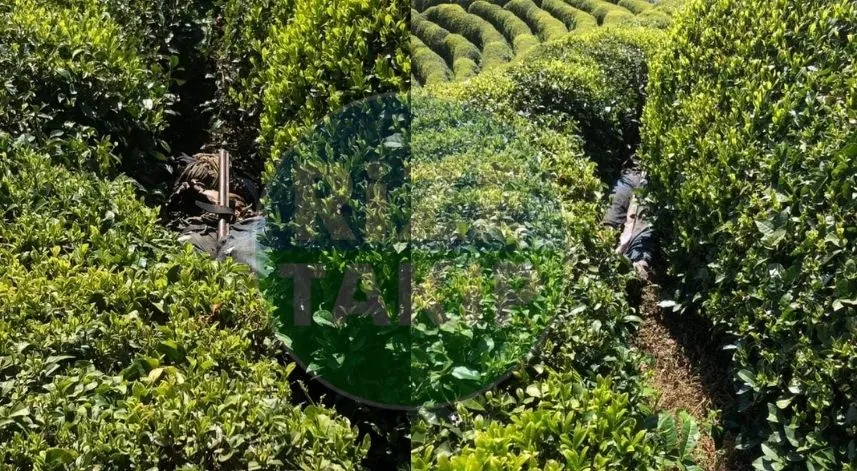 Rize'deki çay bahçesinde ceset bulundu