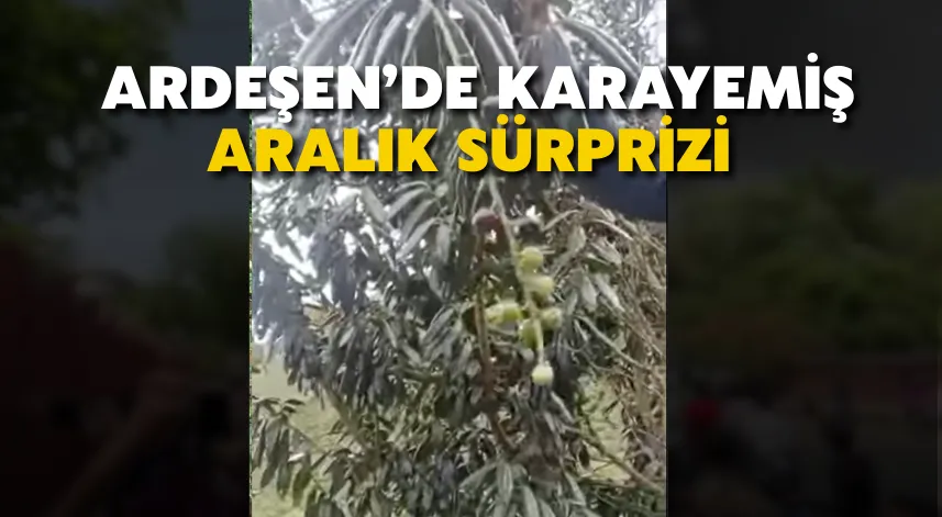 Ardeşen’de Karayemiş Aralık Sürprizi: Vatandaşlar Hem Şaşırdı Hem Sevindi